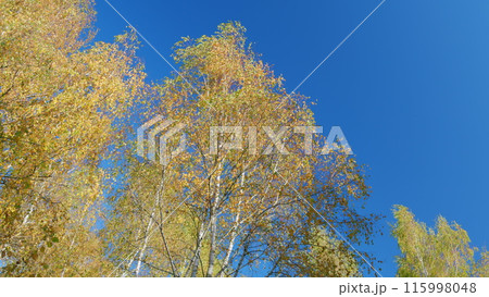 Autumn sky. Wide colorful panorama of a gorgeous park in autumn. Low angle view. 115998048