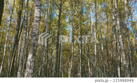 Autumn picturesque background. Calm fall autumn forest during beautiful sunset evening. Tilt up. 115998049