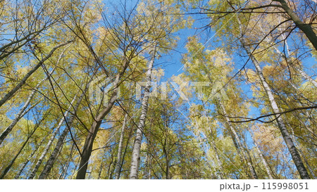 Autumn forest panorama. Autumnal forest with bright sun shining through trees. Wide shot. 115998051