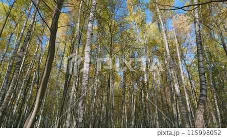 Rising sun enchants a deciduous forest with vibrant gold colors. Beautiful autumn foliage. Wide shot. 115998052
