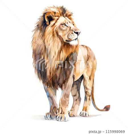 白背景に百獣の王ライオンの水彩イラスト 115998069