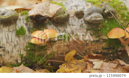 Honey mushrooms in forest moss. Agaric honey mushrooms growing on tree. Selective focus. 115998074