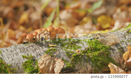 Beautiful honey mushrooms has grown among green moss. Edible honey mushrooms grow in nature. Close up. 115998077