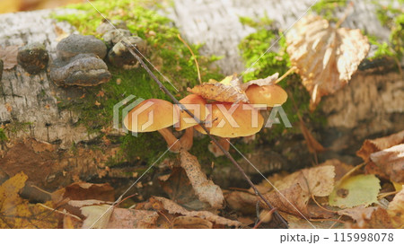 Honey mushrooms in forest moss. Agaric honey mushrooms growing on tree. Close up. Honey mushrooms in forest moss. Agaric honey mushrooms growing on tree. Close up. 115998078