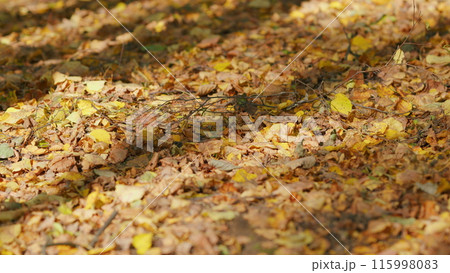 Bright yellow background of dry leaves. Beautiful colorful foliage on ground in a park or forest. Shallow depth of field. 115998083