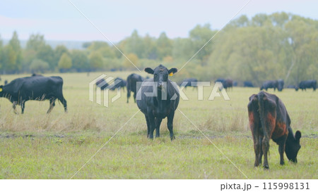 Black angus cattle grazing on a green grass pasture. Grass fed organic beef. Cow in pasture. Real time. Black angus cattle grazing on a green grass pasture. Grass fed organic beef. Cow in pasture. Real time. 115998131