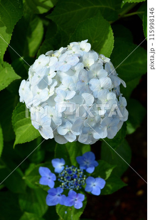 紫陽花の花 115998146