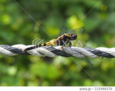 花壇の前のロープにとまったムギワラトンボ（シオカラトンボの雌） 115998170