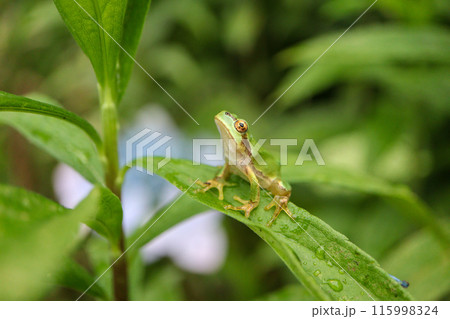 見上げる雨蛙 115998324