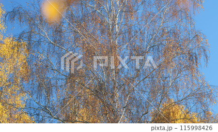 Yellow autumn leaves against blue sky. Birch tree with yellow autumn leaves against blue sky. Static view. Yellow autumn leaves against blue sky. Birch tree with yellow autumn leaves against blue sky. Static view. 115998426
