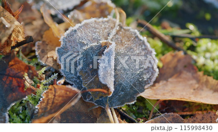 Frosted leafs surface texture. Frosty leaves with moss. Rack focus. 115998430