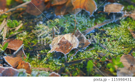 Background of autumn leaves in the frost. Texture of the leaves with frost. Pan. Background of autumn leaves in the frost. Texture of the leaves with frost. Pan. 115998431