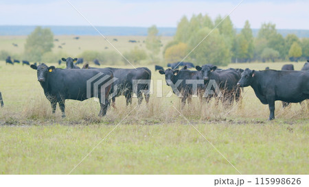 Black cows grazing on a green pasture. Black cow stands on a green meadow and eats grass. Static view. Black cows grazing on a green pasture. Black cow stands on a green meadow and eats grass. Static view. 115998626