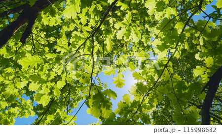 Good Weather. Amazing Trees In A Forest. Wide Angle Bottom View Of Trunks And Branches With Fresh Green Foliage. Good Weather. Amazing Trees In A Forest. Wide Angle Bottom View Of Trunks And Branches With Fresh Green Foliage. 115998632