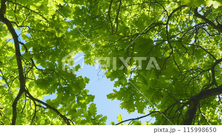 Beautiful Summer Day. Green Young Foliage Of Spring Or Summer Trees. Forest In Clear Sunlight With Blue Sky. Beautiful Summer Day. Green Young Foliage Of Spring Or Summer Trees. Forest In Clear Sunlight With Blue Sky. 115998650