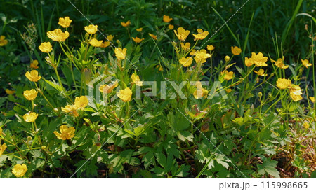 Buttercup blooming in a field. Yellow flowers in springtime buttercups. Medicinal herbs and health care. 115998665