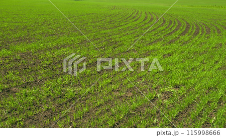 Green Stalks Of Wheat Swaying In Wind. Agro Industry. Agricultural Field With Green Wheat In Spring Season. Amazingly Beautiful Endless Fields Of Green Grass Go Far To Horizon. 115998666