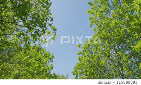 First Person View. Trees And Fields. Woods Wide Angle Handheld Pov Walking. Walk Through Forest. First Person View. Trees And Fields. Woods Wide Angle Handheld Pov Walking. Walk Through Forest. 115998693