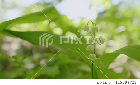Lilies of valley in forest wind shakes. Convallaria majalis. Blossoming flowers of lily of valley. Lilies of valley in forest wind shakes. Convallaria majalis. Blossoming flowers of lily of valley. 115998723