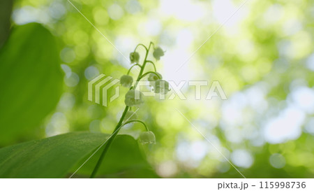 Flowers of lily of valley. Delicate fragrant flower bloomed. Convallaria majalis. Flowers of lily of valley. Delicate fragrant flower bloomed. Convallaria majalis. 115998736