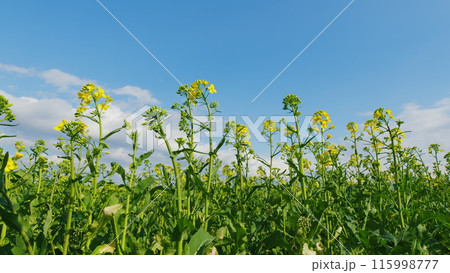 Rural Landscape In Spring Season. Field Of Yellow Rapeseed. Beautiful Scenic Landscape Of Blossoming Yellow Flowers Of Rapeseed On An Agricultural Field. Rural Landscape In Spring Season. Field Of Yellow Rapeseed. Beautiful Scenic Landscape Of Blossoming Yellow Flowers Of Rapeseed On An Agricultural Field. 115998777