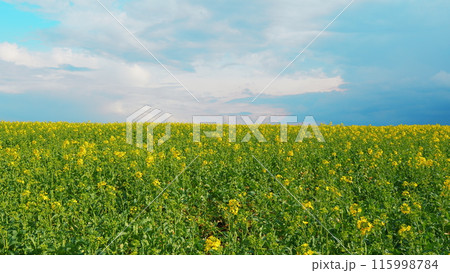 Yellow Flower Blossom Rapeseed Canola Agriculture Field. Blooming Rapeseed Field On A Spring Day. Cultivation Of Rapeseed For Agriculture. 115998784