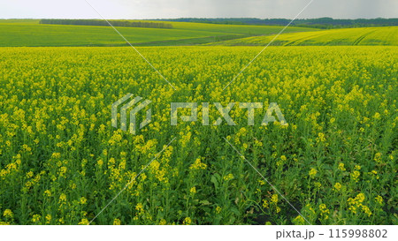 Wind Flutters Yellow Rapeseed Flowers. Blooming Yellow Rapeseed Farming Field. Rapeseed Oil. Yellow Flowers Of Rape On Canola Background Blue Sky. 115998802