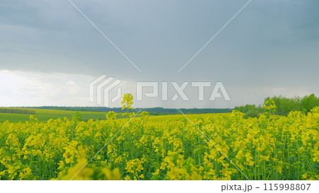 Concept Of Agriculture. Yellow Background Field With Rapeseed. Flowering Rapeseed. Beautiful Yellow Flowers. Agriculture Theme. 115998807