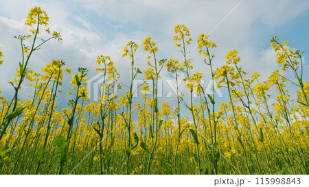 Blooming Canola Field. Rapeseed Field During Rapeseed Flowers. Yellow Flowering Field. Beautiful Yellow Flowers. 115998843