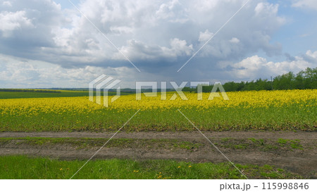 Yellow Blooming Canola Field. Big Agricultural Field Planted With Numerous Yellow Flowers Of Field Blossoming In Springtime. Yellow Blooming Canola Field. Big Agricultural Field Planted With Numerous Yellow Flowers Of Field Blossoming In Springtime. 115998846