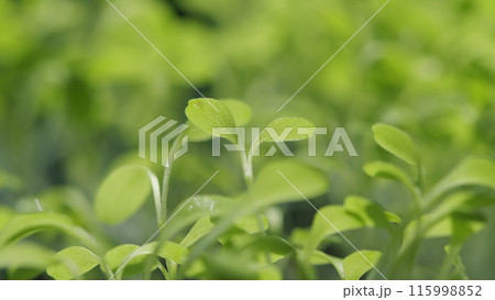 Young Light Sprouts. Field In Spring. Grow Food. Growing Organic Plants. Fertile Agricultural Land. Green Plant Background. Young Light Sprouts. Field In Spring. Grow Food. Growing Organic Plants. Fertile Agricultural Land. Green Plant Background. 115998852