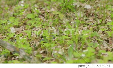 Grass Snake Sticks Out Its Tongue And Crawled Through Fresh Green Summer Grass. Snake On Grass Or Natrix Natrix. 115998921