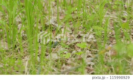 Grass Snake In Green Leaves. Moving Snake. Adder Head Raising In Forest Early Spring Forest. 115998929