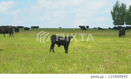 Cows On Pasture In Nature. Panoramic View Of Black Angus Cow On Green Grass. Beef Cows And Calfs Grazing On Grass. Cows On Pasture In Nature. Panoramic View Of Black Angus Cow On Green Grass. Beef Cows And Calfs Grazing On Grass. 115998945