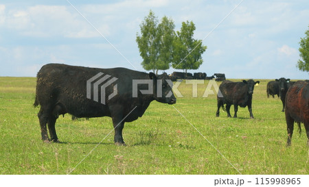Cows Grazing In Pasture Under Big Blue Sky. Group Of Black Angus Cows Grazing In Pasture. Cows On Green Meadow. 115998965