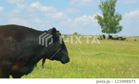 Young Black Angus Cow On Pastures. Black Angus Cows As Herd. Sunset On Countryside. Beef Cows And Calves Grazing On Grass On A Beef Cattle Farm. 115998973
