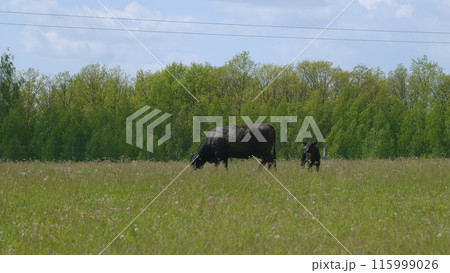 Black Angus Cows In A Grassy Field On A Bright And Sunny Day. Cows On Green Meadow. Cows Grazing On A Green Summer Meadow. 115999026