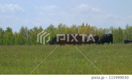 Young Black Angus Cow On Pastures. Black Angus Cows As Herd. Sunset On Countryside. Beef Cows And Calves Grazing On Grass On A Beef Cattle Farm. 115999030