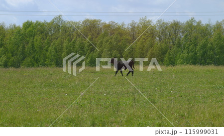 Cows On Summer Day Pasture. Black Angus Grazing On Pasture. Field Of Cows Grazing At Day. Farming Business. 115999031