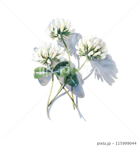 手描きイラスト シロツメクサ 女の子 水彩画 水彩画 シロツメクサイラスト - No: 24816312｜無料イラスト