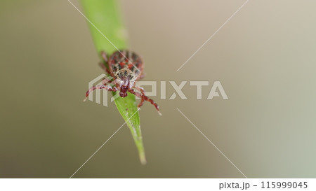 Mite At Green Leaf. Infectious Parasitic Ixodid Ticks Insects On A Green Leaf. Ixodes. 115999045