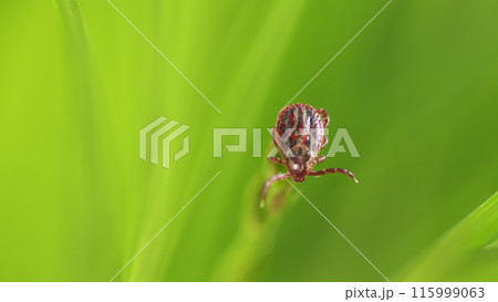 Ixodid Tick Crawls On A Green Leaf Or Blade Of Grass. Infectious Disease Carrier. Terrible Blood Sucking Crawling Bug. 115999063