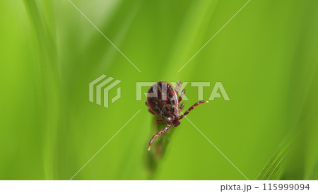 Hard Tick Crawling On Green Leaf Background. Infectious Disease Carrier. Mite Crawls On Green Background. Hard Tick Crawling On Green Leaf Background. Infectious Disease Carrier. Mite Crawls On Green Background. 115999094