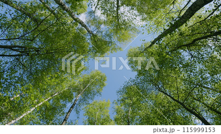 Crowns Of Deciduous Forest Trees With Bright Afternoon Sun And Rays. View From Bottom To Top. National Park. 115999153