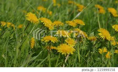 Meadow With Dandelion In Springtime. Field With Blooming Yellow Dandelions. Dandelion Flowers Grow On Field. Meadow With Dandelion In Springtime. Field With Blooming Yellow Dandelions. Dandelion Flowers Grow On Field. 115999158