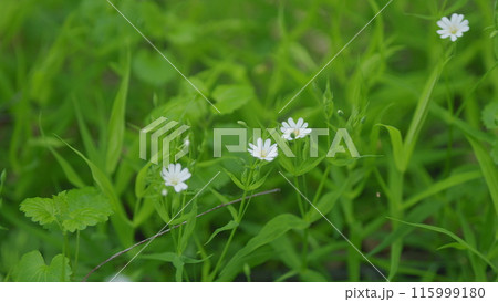 Greater stitchwort or greater starwort and addersmeat in green meadow grass. White flowers, stellaria holostea on a forest glade. White meadow flowers. 115999180