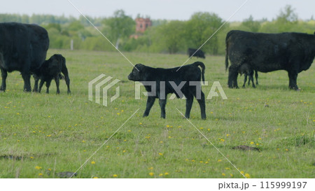 Cows On Pasture In Nature. Panoramic View Of Black Angus Cow On Green Grass. Beef Cows And Calfs Grazing On Grass. Cows On Pasture In Nature. Panoramic View Of Black Angus Cow On Green Grass. Beef Cows And Calfs Grazing On Grass. 115999197