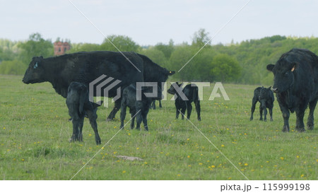 Black Cow Walking And Eating Grass On Green Meadow. Cow Black Angus Grazing On Pasture In Spring Day. Black Cow Walking And Eating Grass On Green Meadow. Cow Black Angus Grazing On Pasture In Spring Day. 115999198