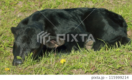 Young Black Angus Cow On Pastures. Black Angus Cows As Herd. Sunset On Countryside. Beef Cows And Calves Grazing On Grass On A Beef Cattle Farm. Young Black Angus Cow On Pastures. Black Angus Cows As Herd. Sunset On Countryside. Beef Cows And Calves Grazing On Grass On A Beef Cattle Farm. 115999214