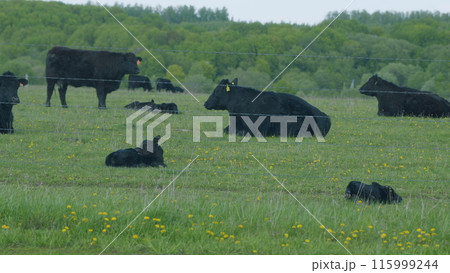 Black Cow Walking And Eating Grass On Green Meadow. Cow Black Angus Grazing On Pasture In Spring Day. 115999244